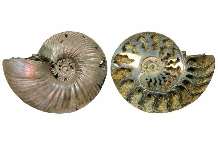 One Side Polished, Pyritized Fossil, Ammonite - Russia #174979